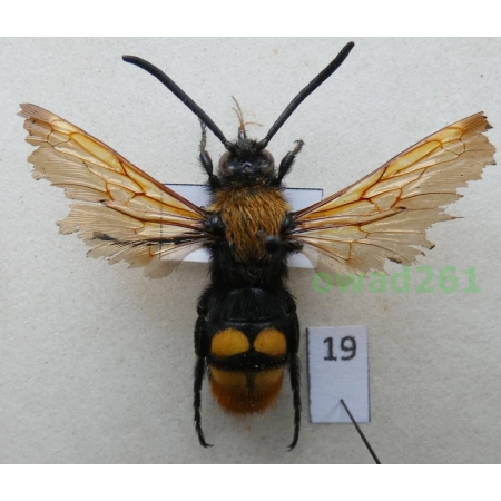 Megascolia maculata (Drury, 1773) male Greece19